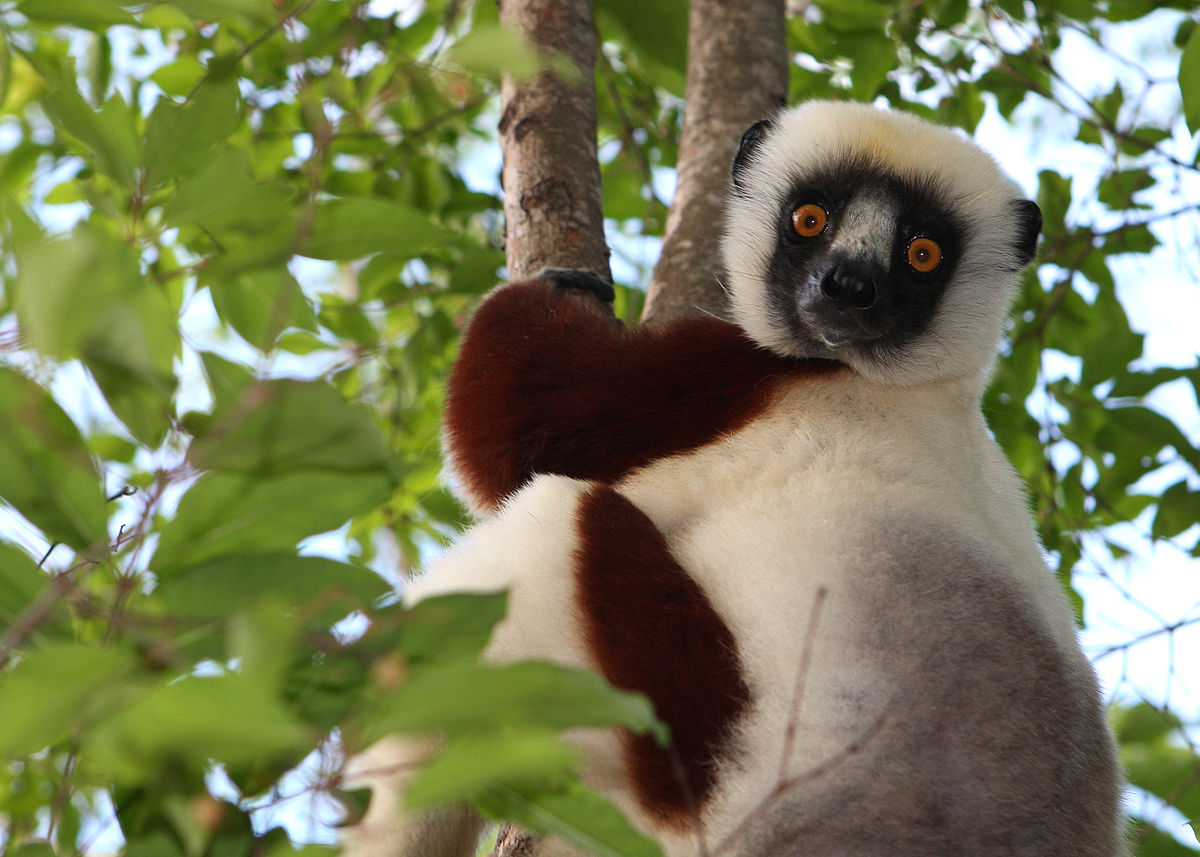 Sifaka Arena Pile Top 10 Most Amazing Madagascar Animals