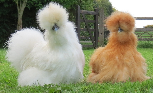 Silkie Chicken Arena Pile Top 10 Animals With Beautiful Hair In The World