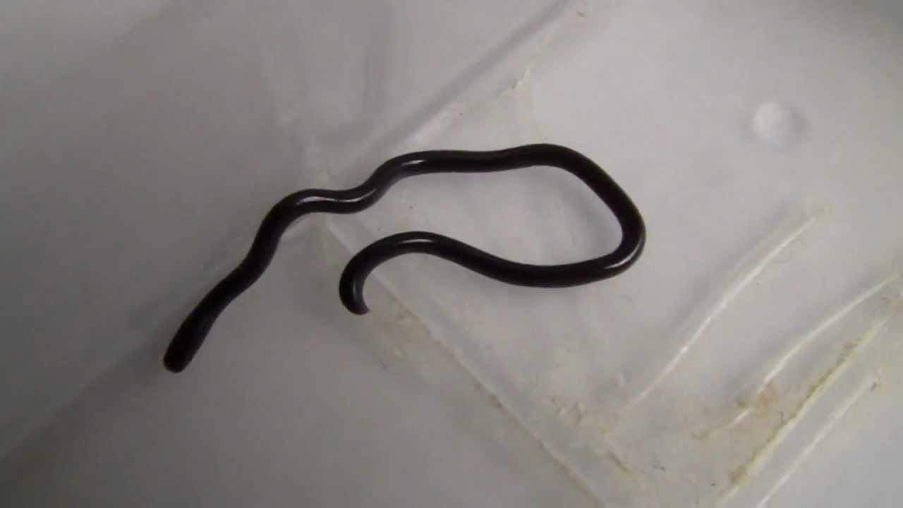Smallest Animals In The World, Slender Blind Snakes