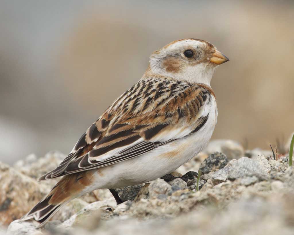 Snow Bunting Arena Pile Top 10 Amazing Arctic Birds In The World