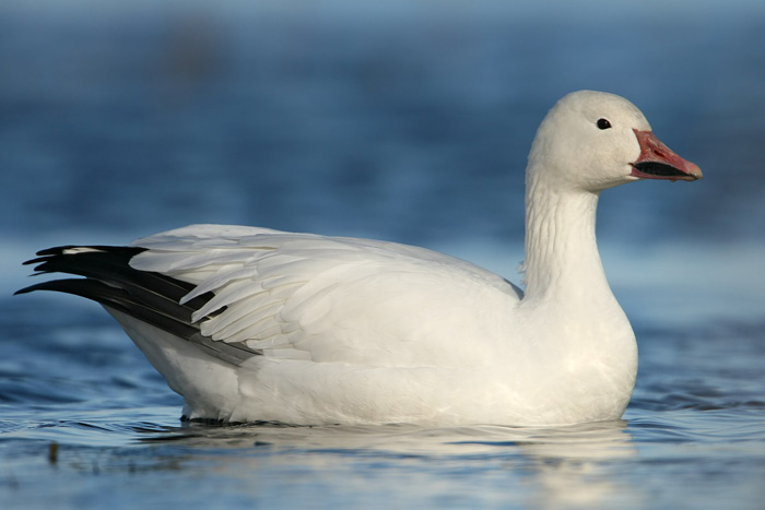Snow Goose Arena Pile Top 10 Amazing Arctic Birds In The World