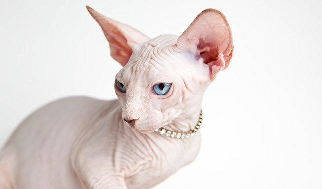 Sphynx cat Arena Pile Top 10 Smallest Cat Breeds In The World