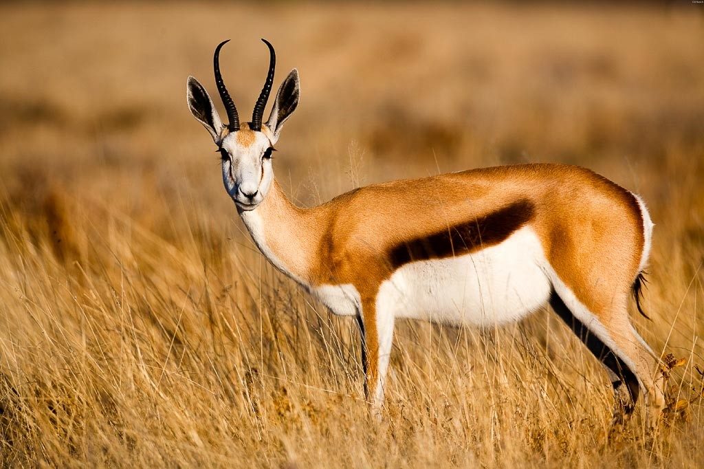 Top 10 Amazing Horns Animals In The World