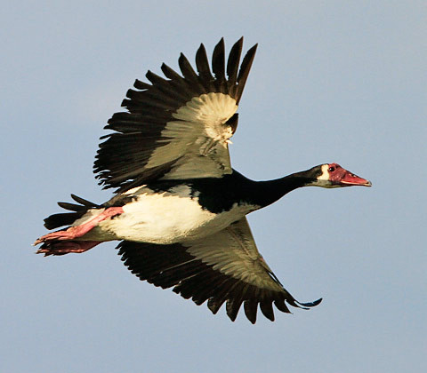 Spur Winged Goose Arena Pile Top 10 Fastest Bird In The World