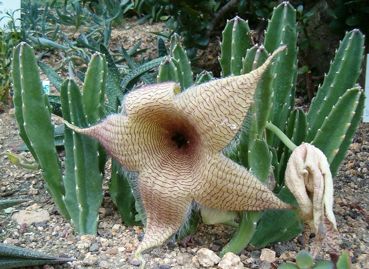 Stapelia Gigantea Arena Pile Top 10 Worst Smelling Flowers In The World