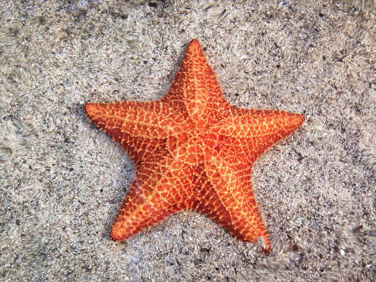 Starfish Arena Pile Top 10 Slowest Animals In The World
