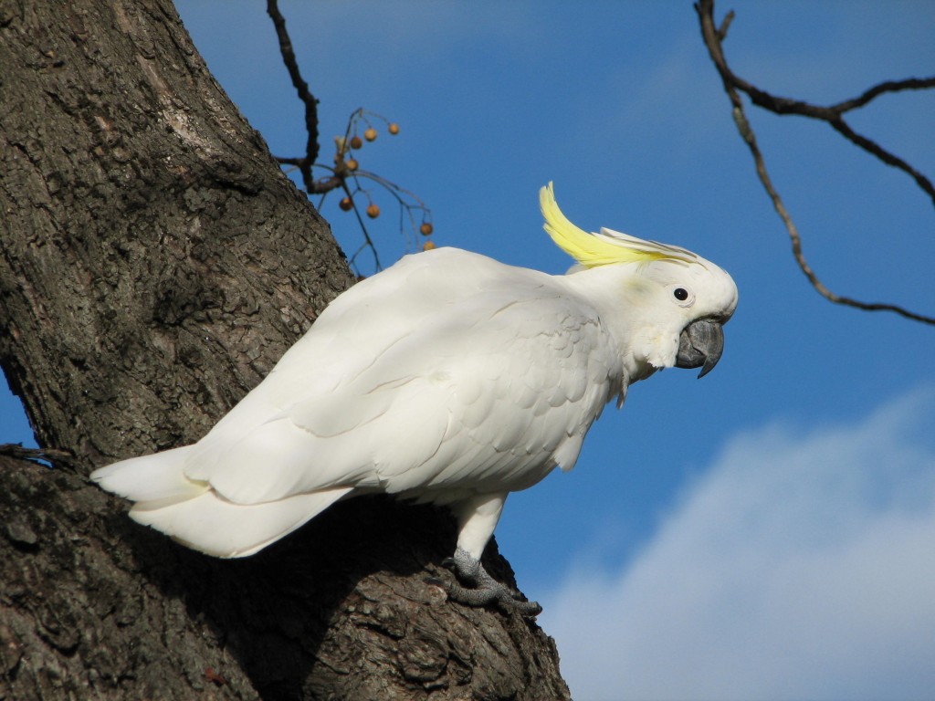 Sulphur Crested Cockatoo Arena Pile Top 10 Most Beautiful Parrots In The World