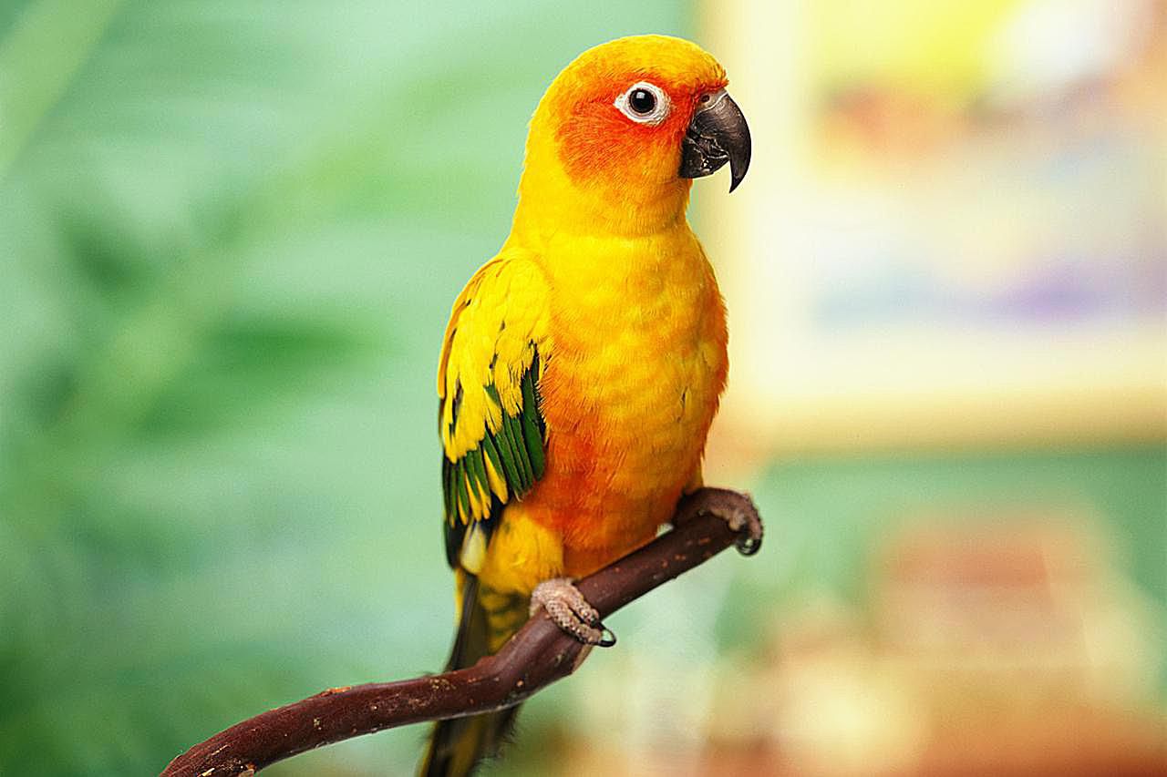 Sun Parakeet Arena Pile Top 10 Most Beautiful Parrots In The World