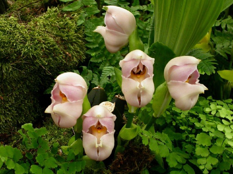 The Top 7 Strange Looking Flowers In The World