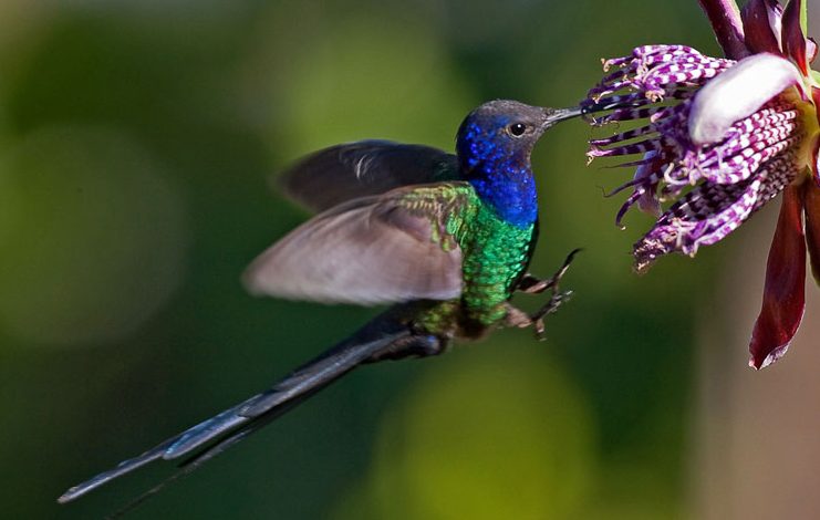 Swallow Tailed Hummingbird e1507275349359 Arena Pile Top 10 Most Beautiful Animals In The World