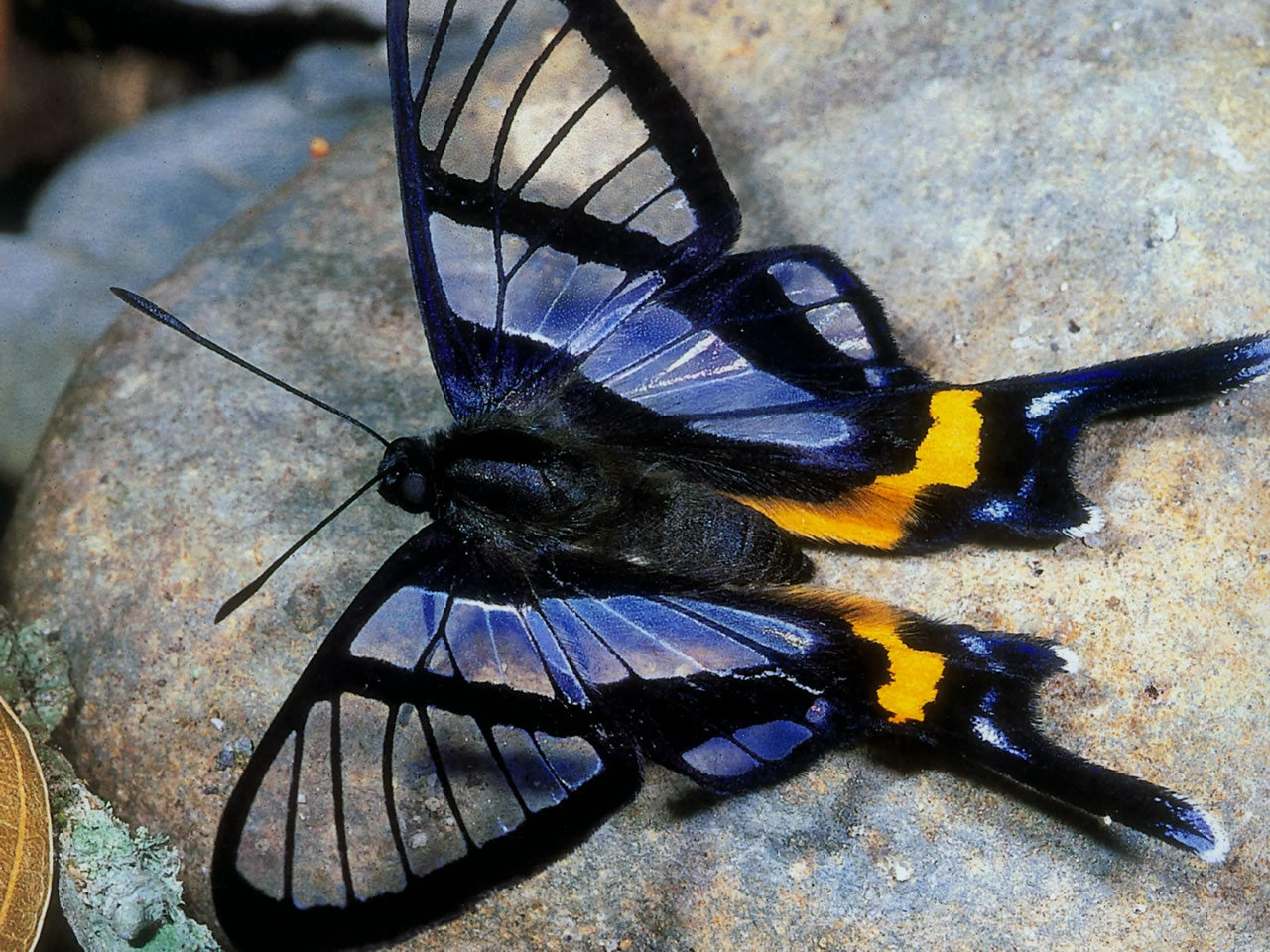 Sylphina Angel Butterfly Arena Pile Top 10 Most Beautiful Butterflies In The World