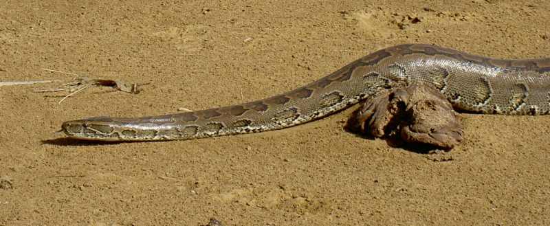 The African Rock Python Arena Pile Top 10 Most Largest Snake In The World