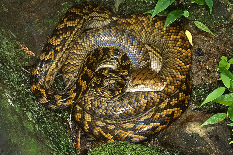 The Amethystine Scrub Python Arena Pile Top 10 Most Largest Snake In The World