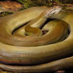 Top 10 Most Largest Snake In The World