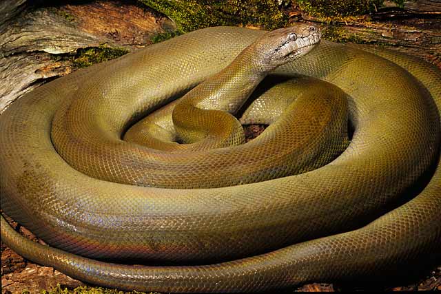 The Apodora Arena Pile Top 10 Most Largest Snake In The World