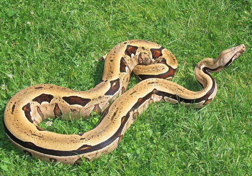 The Boa Constrictor Arena Pile Top 10 Most Largest Snake In The World