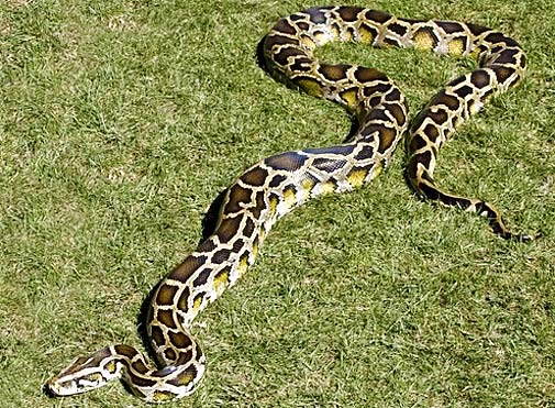 The Burmese Python Arena Pile Top 10 Most Largest Snake In The World