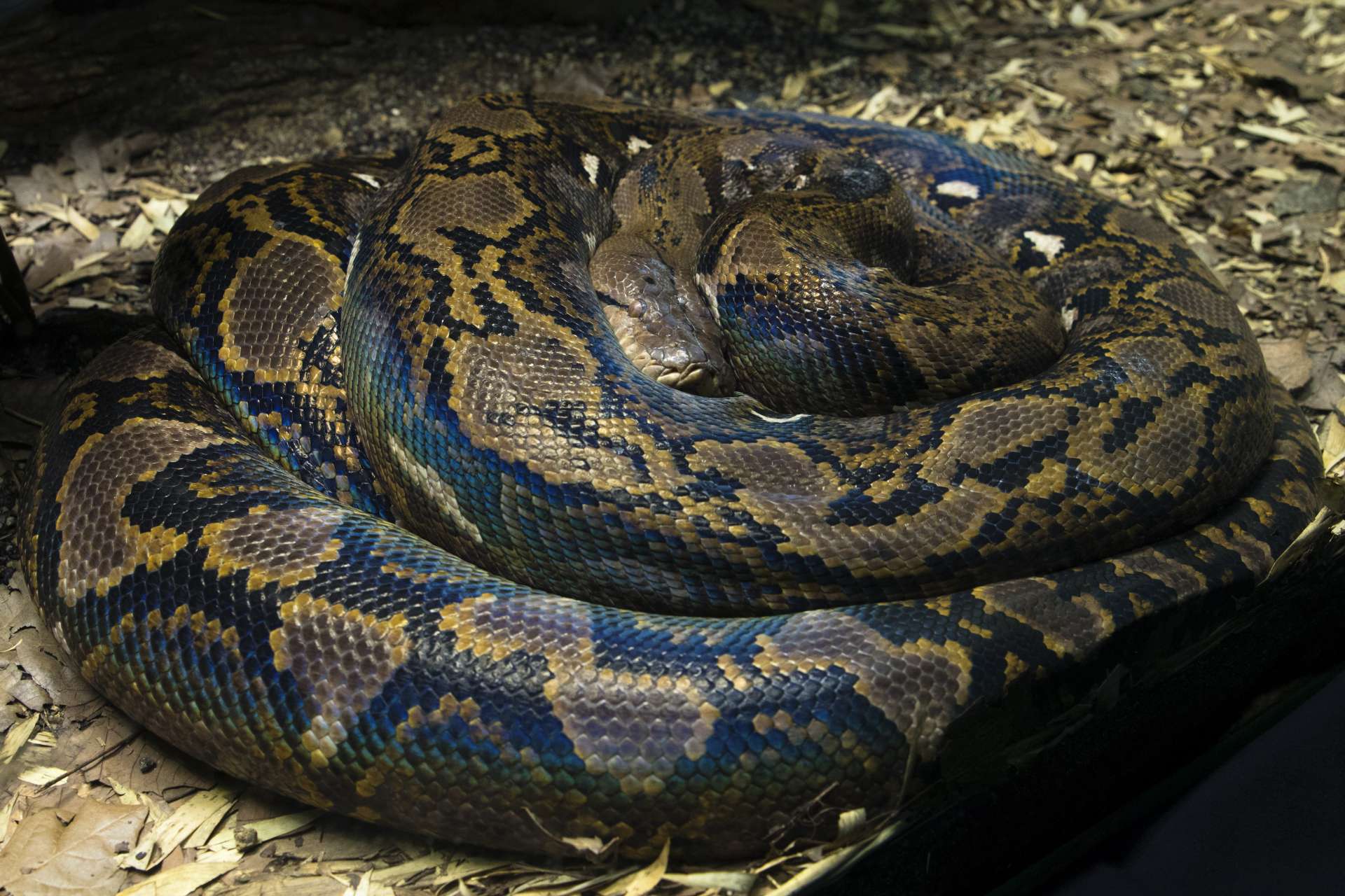 The Reticulated Python Arena Pile Top 10 Most Largest Snake In The World