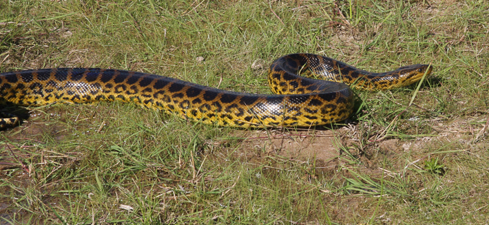 The Yellow Anaconda Arena Pile Top 10 Most Largest Snake In The World