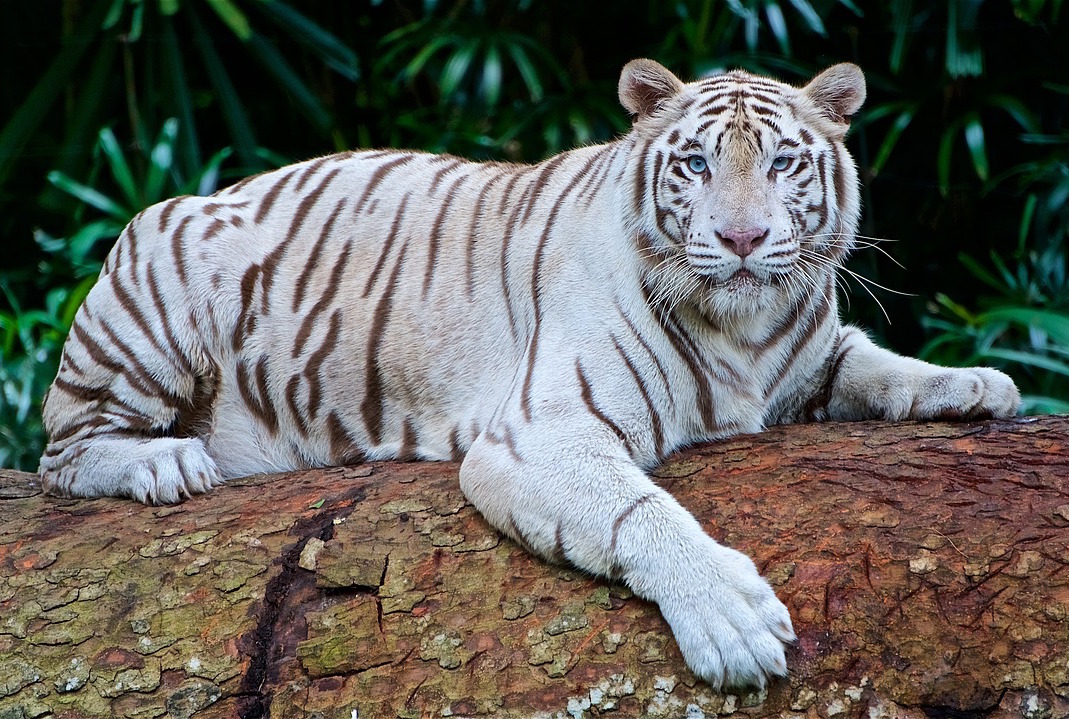 Tiger Arena Pile Top 10 Most Beautiful Animals In The World