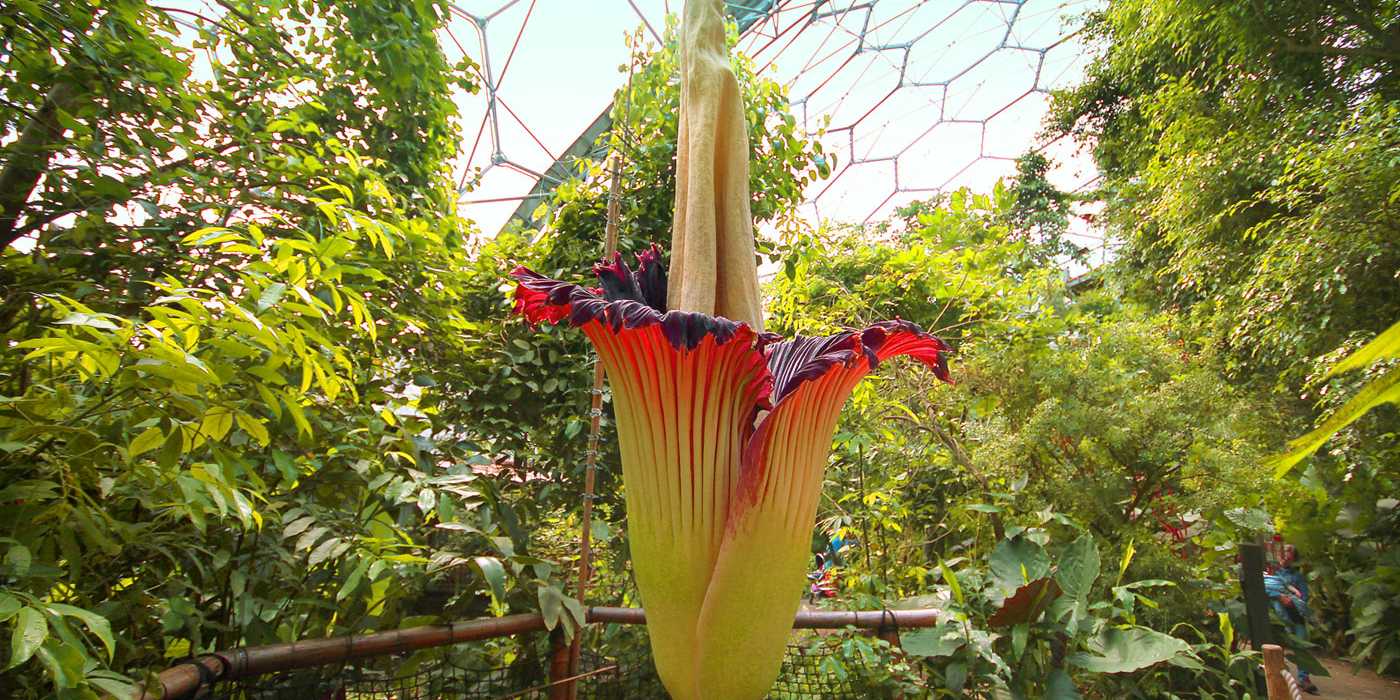 Titan Arum Arena Pile Top 10 Worst Smelling Flowers In The World