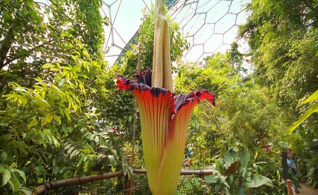 Worst Smelling Flowers