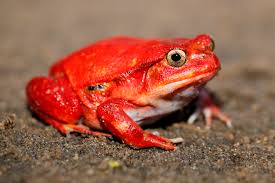 Tomato Frog Arena Pile Top 10 Most Amazing Madagascar Animals