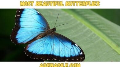 Top 10 Most Beautiful Butterflies In The World Top 10 Most Beautiful Butterflies In The World