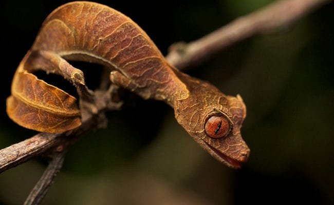 Uroplatus phantasticus Arena Pile Top 10 Most Amazing Madagascar Animals