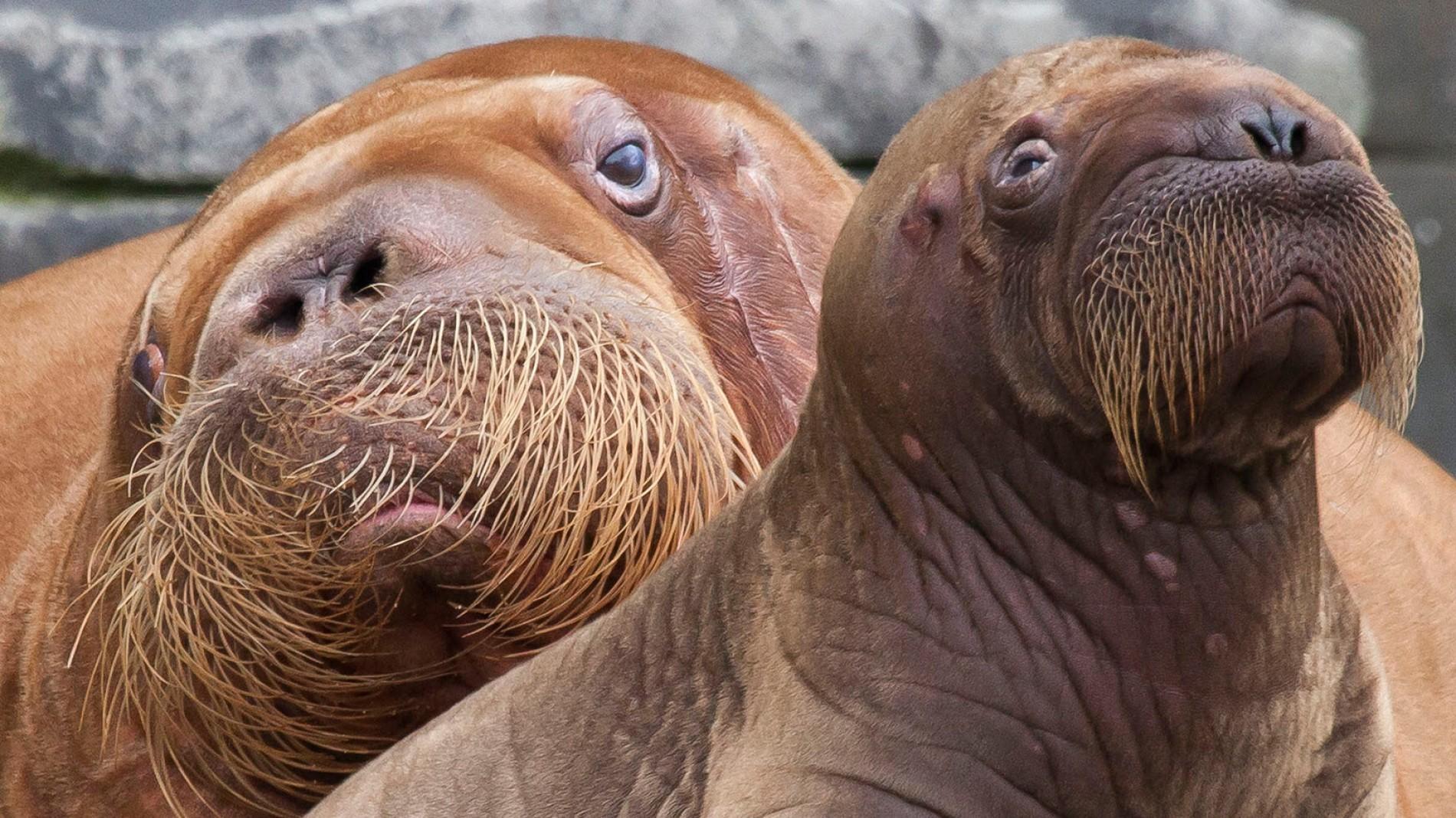 Walrus 1 Arena Pile Top 10 Animals With Longest Gestation Period In The World