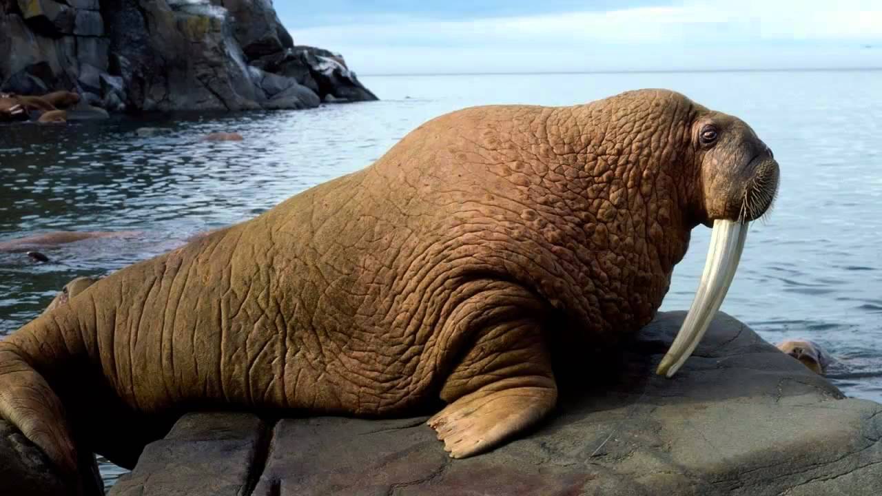 Walrus Arena Pile Top 10 Most Famous Arctic Animals