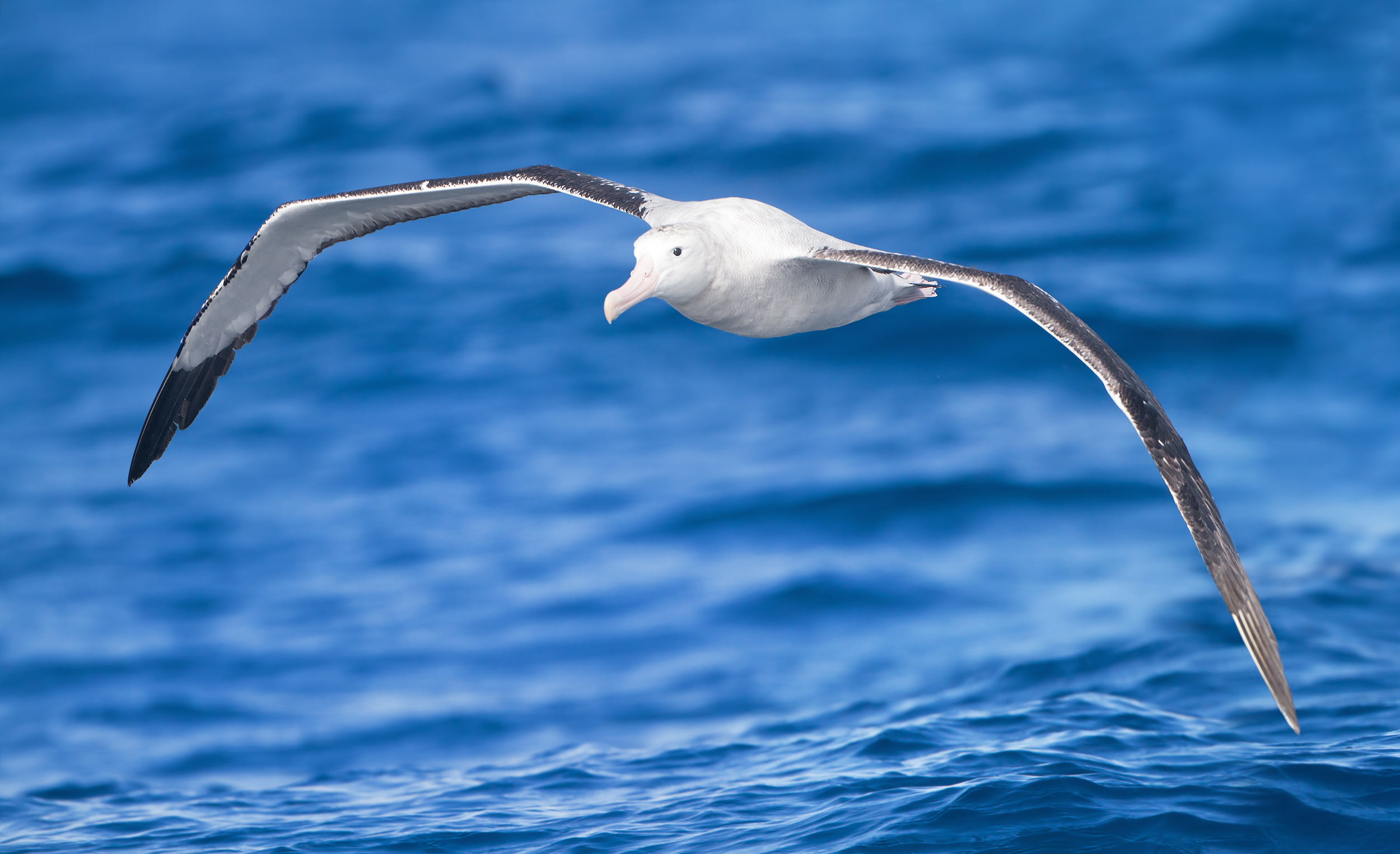 Wandering Albatross Arena Pile Top 7 Amazing Antarctic Animals In The World