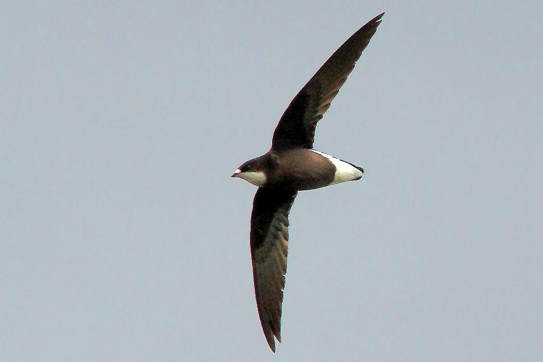 White Throated Needletail Arena Pile Top 10 Fastest Bird In The World