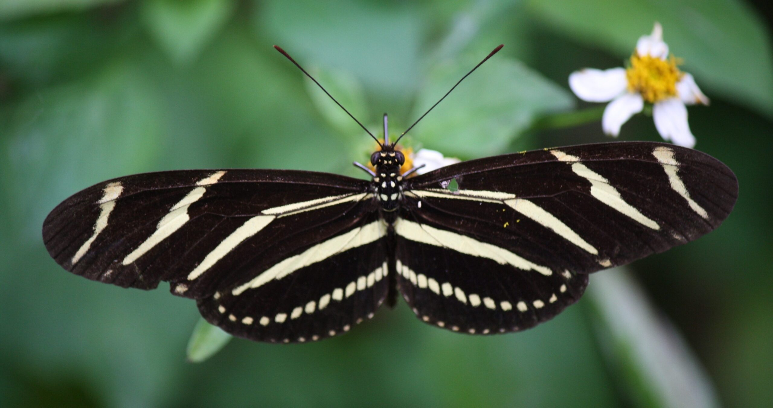 Zebra Longwing Butterfly e1507377154356 Arena Pile Top 10 Most Beautiful Butterflies In The World