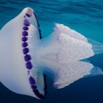 Top 5 Largest Jellyfish Species In The World