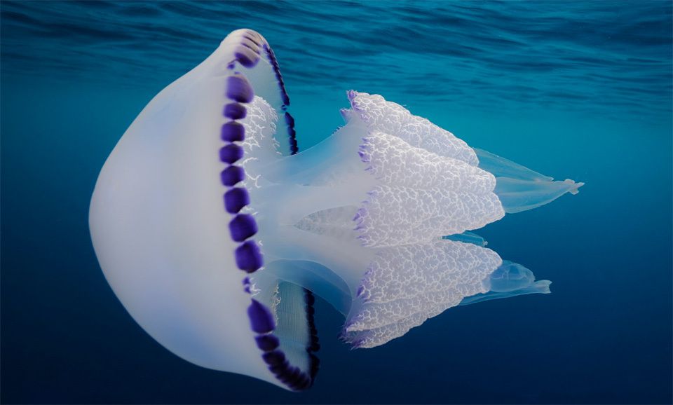 Top 5 Largest Jellyfish Species In The World