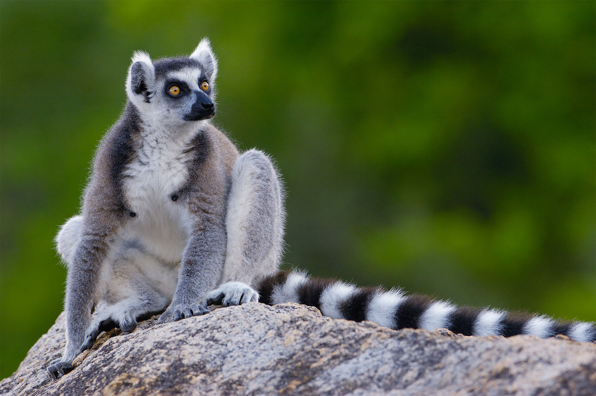 lemur Arena Pile Top 10 Most Beautiful Endangered Animals In The World