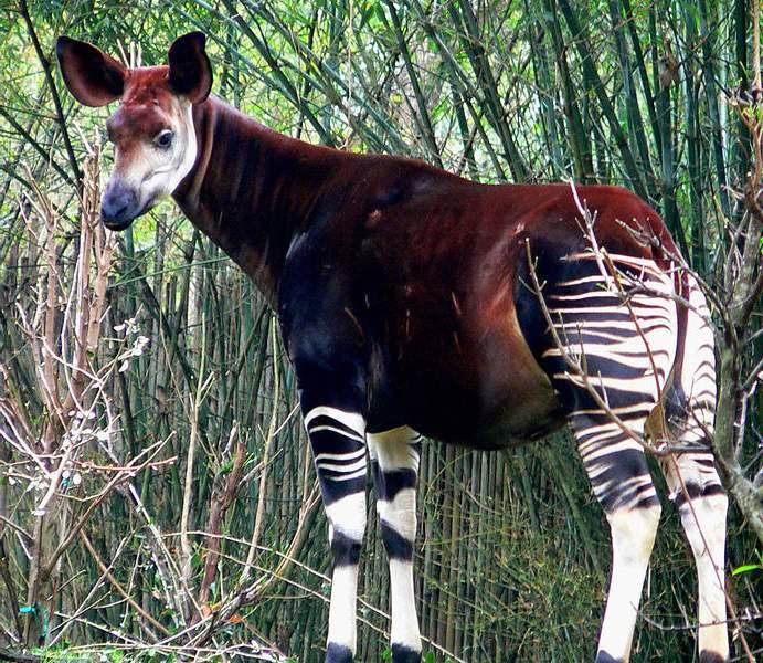 okapi Arena Pile Top 10 Amazing Animals You Probably Didn’t Know About Them