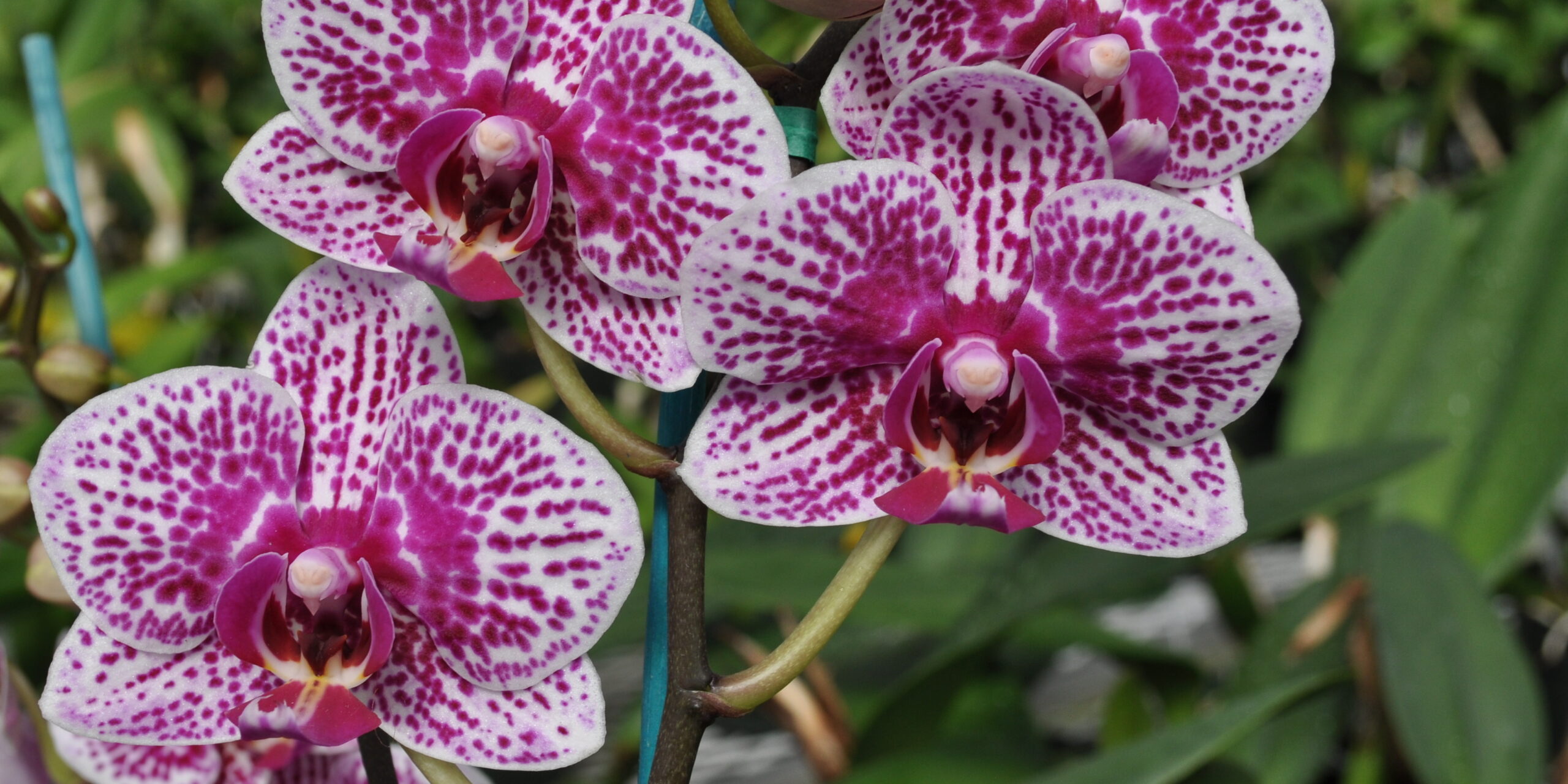 orchid Arena Pile Top 10 Most Beautiful Awesome Flowers In The World