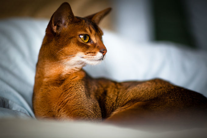 Abyssinian Arena Pile Top 10 Most Beautiful Cat Breeds In The World