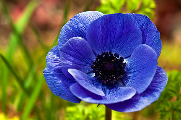 Anemone flower Arena Pile Top 10 Most Beautiful Blue Flowers In The World
