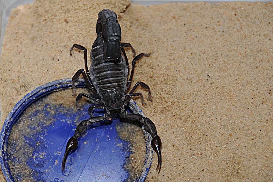 Arabian Fattailed Scorpions Arena Pile Top 10 Most Dangerous And Deadliest Scorpions In The World