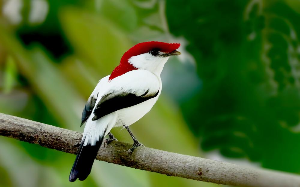 Araripe Manakin Arena Pile Top 10 Amazing Animals You Probably Didn’t Know About Them