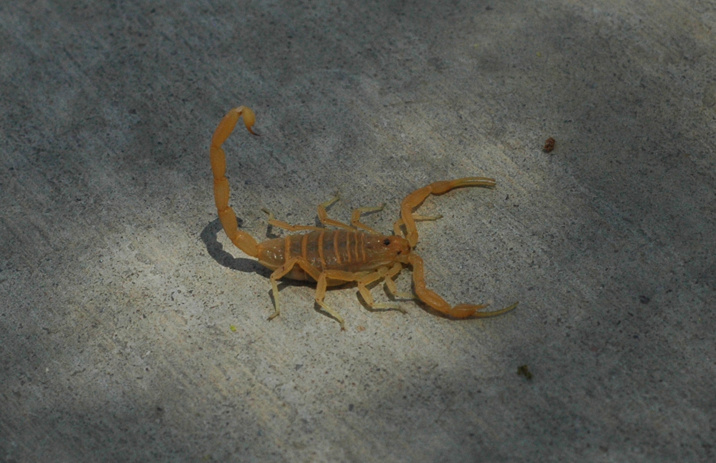 Arizona Bark Scorpions Arena Pile Top 10 Most Dangerous And Deadliest Scorpions In The World
