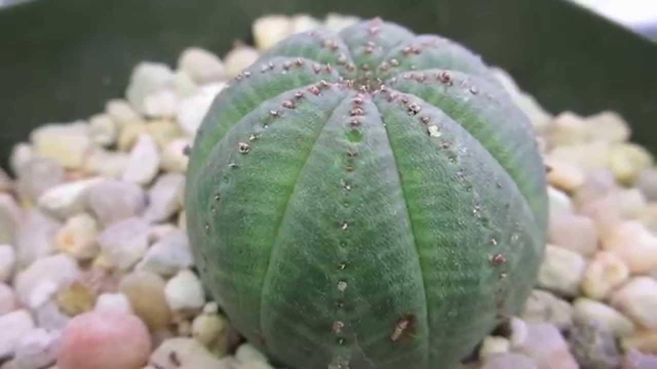 Baseball Plant Arena Pile Top 10 Most Strangest Plants In The World