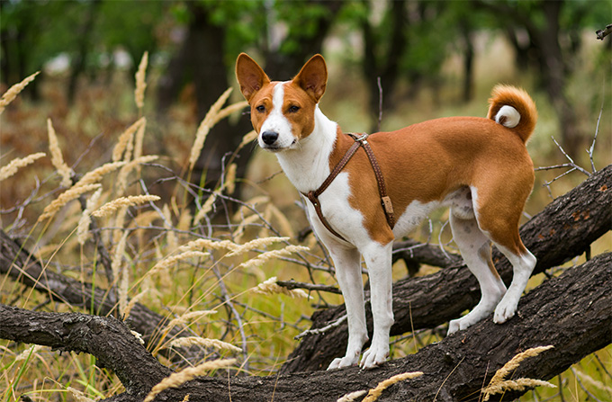 Basenji Arena Pile Top 10 Best Dog Breeds In The World For Apartment Living