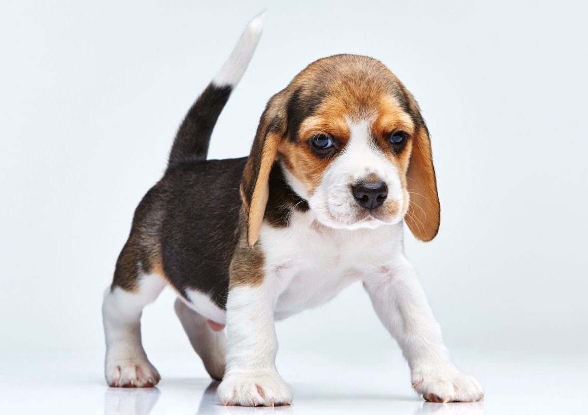 Beagle Dogs e1511803428710 Arena Pile Top 10 Dog Breeds With Extraordinary Sense Of Smell