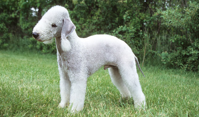Bedlington Terrier Arena Pile Top 10 Most Adorable English Dogs In The World