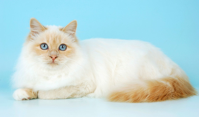 Birman Cat Arena Pile Top 10 Most Beautiful Cat Breeds In The World