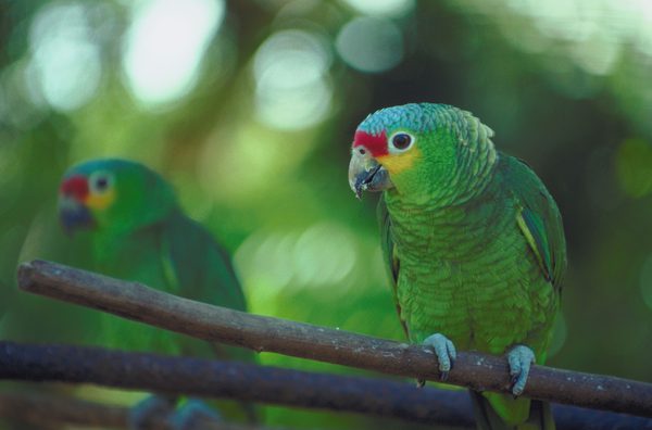 Blue Fronted Amazon Arena Pile Top 10 Most Smartest Talking Birds In The World